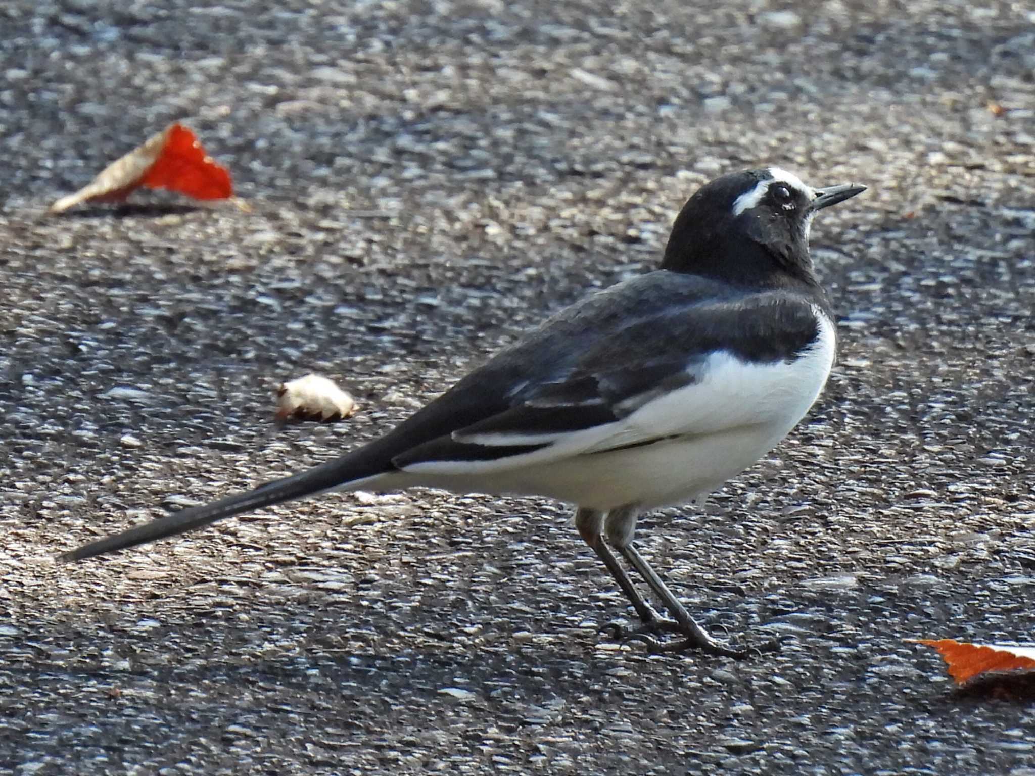 Photo of Japanese Wagtail at 県営各務原公園 by 寅次郎