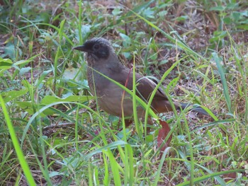 カオグロガビチョウ 多摩川 2021年11月2日(火)