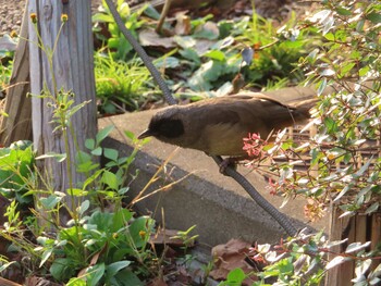 カオグロガビチョウ 多摩川 2021年11月2日(火)