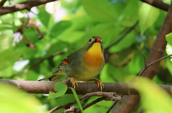 ソウシチョウ 早戸川林道 2021年11月2日(火)