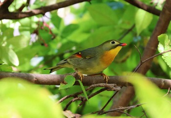 ソウシチョウ 早戸川林道 2021年11月2日(火)