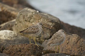 Tue, 11/2/2021 Birding report at 飯梨川河口(島根県安来市)