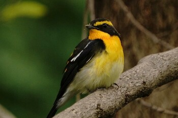 キビタキ 東京港野鳥公園 2021年10月21日(木)