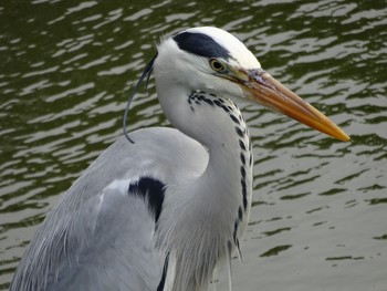 Grey Heron 文庫の森 Sat, 5/6/2017