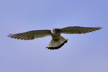 Common Kestrel Akigase Park Sat, 5/6/2017