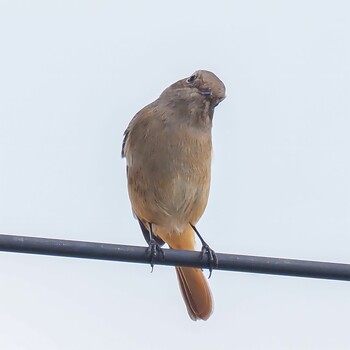 Daurian Redstart 甲子園浜(兵庫県西宮市) Fri, 10/29/2021