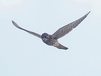 Common Kestrel 甲子園浜(兵庫県西宮市) Unknown Date