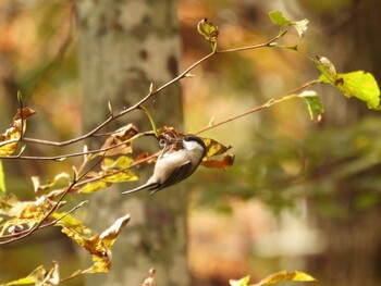 2021年10月31日(日) 鳥取県の野鳥観察記録