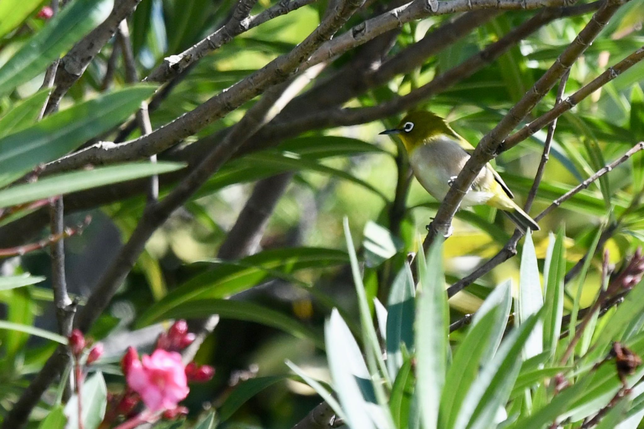 Warbling White-eye