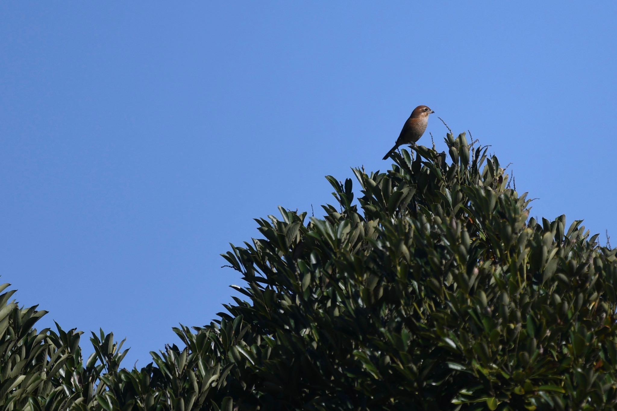 Bull-headed Shrike