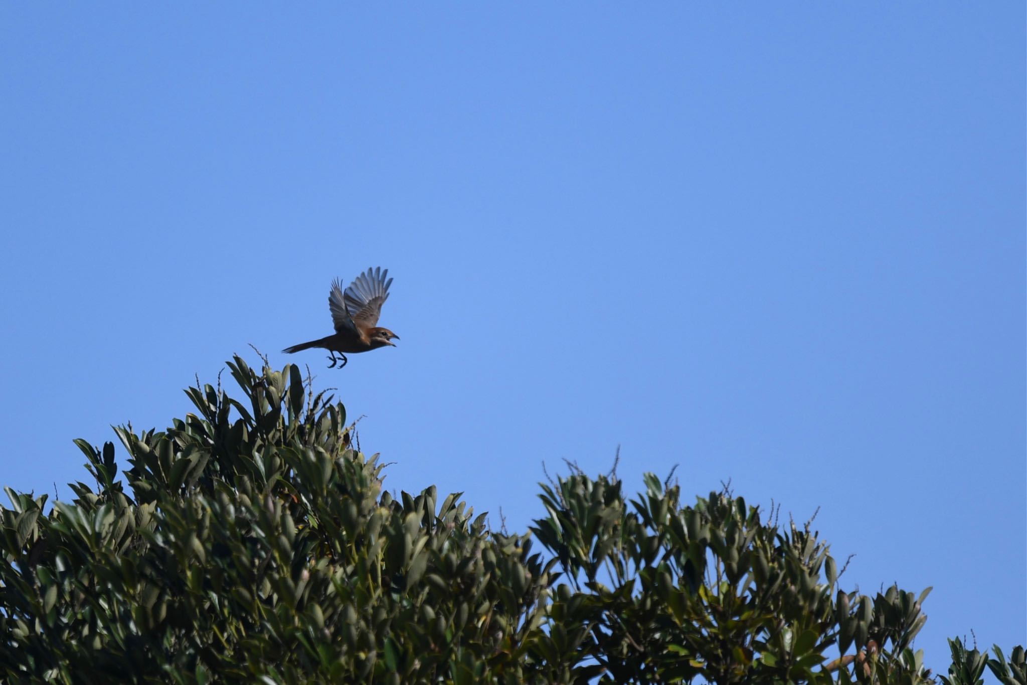 Bull-headed Shrike