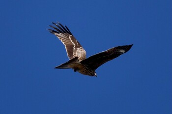 トビ ふなばし三番瀬海浜公園 2021年10月30日(土)