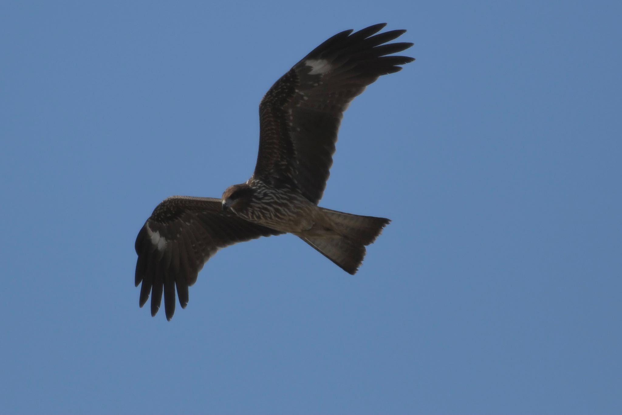 Black Kite