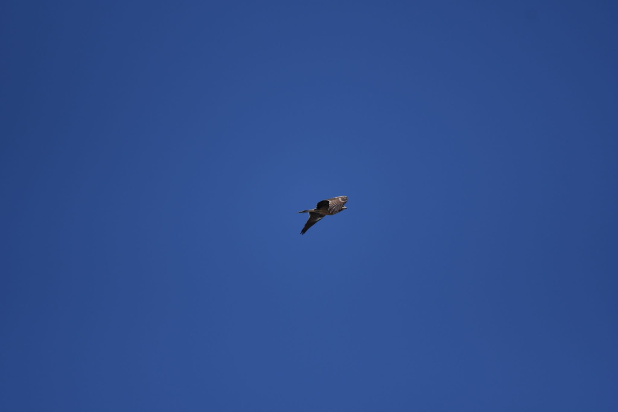 Black Kite