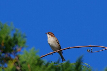 ニュウナイスズメ 湖北野鳥センター 2021年10月31日(日)