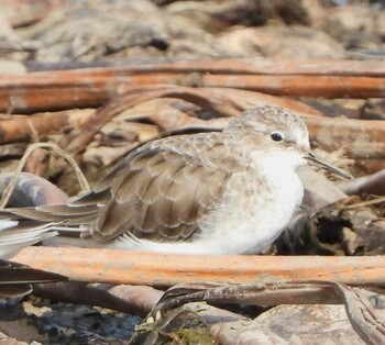 Little Stint Unknown Spots Thu, 10/14/2021