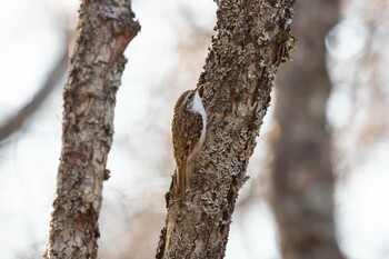 Eurasian Treecreeper Senjogahara Marshland Sun, 10/31/2021