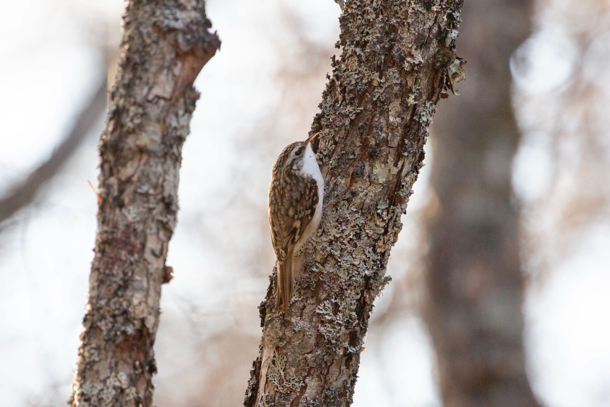 Photo of Eurasian Treecreeper at Senjogahara Marshland by Leaf