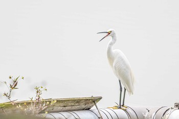 Little Egret 天満大池 Wed, 10/6/2021