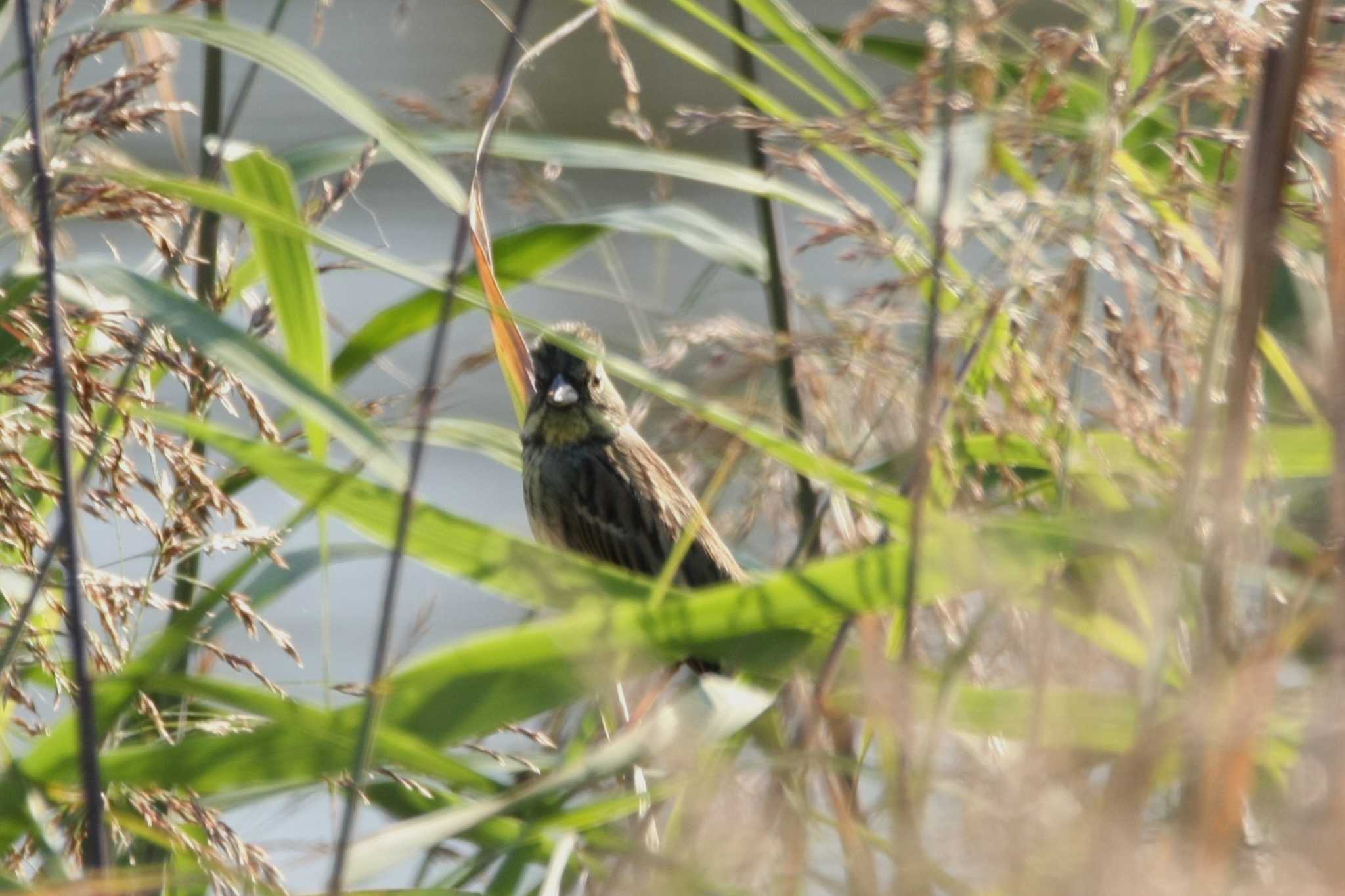 猪名川 アオジの写真 by トビトチヌ