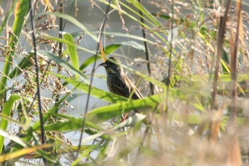 アオジ 猪名川 2021年11月3日(水)