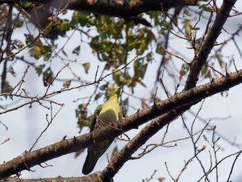 2021年11月3日(水) 三ツ池公園(横浜市鶴見区)の野鳥観察記録