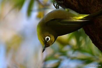 メジロ 近所の公園 2021年11月3日(水)