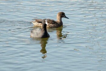 Eurasian Coot 二ツ池公園 Tue, 2/2/2021