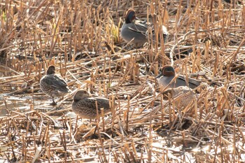 Eurasian Teal 二ツ池公園 Tue, 2/2/2021