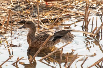 Falcated Duck 二ツ池公園 Tue, 2/2/2021