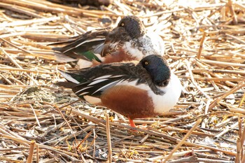 Northern Shoveler 二ツ池公園 Tue, 2/2/2021