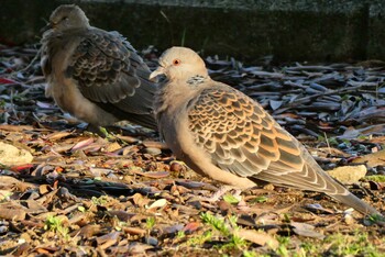 2021年11月3日(水) 東京都北区の野鳥観察記録