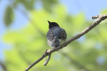 オオルリ 三重県民の森 2017年5月7日(日)