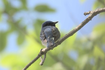 Blue-and-white Flycatcher Forest Park of Mie Prefecture Sun, 5/7/2017