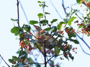 2021年10月31日(日) 戸隠森林植物公園の野鳥観察記録
