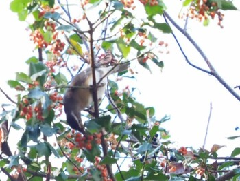 マミチャジナイ 戸隠森林植物公園 2021年10月31日(日)