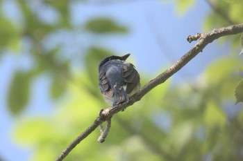 Blue-and-white Flycatcher Forest Park of Mie Prefecture Sun, 5/7/2017