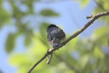 Blue-and-white Flycatcher Forest Park of Mie Prefecture Sun, 5/7/2017