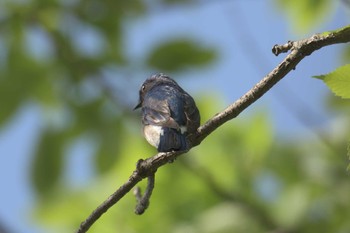 Blue-and-white Flycatcher Forest Park of Mie Prefecture Sun, 5/7/2017