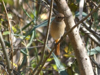 2021年11月3日(水) 舞岡公園の野鳥観察記録