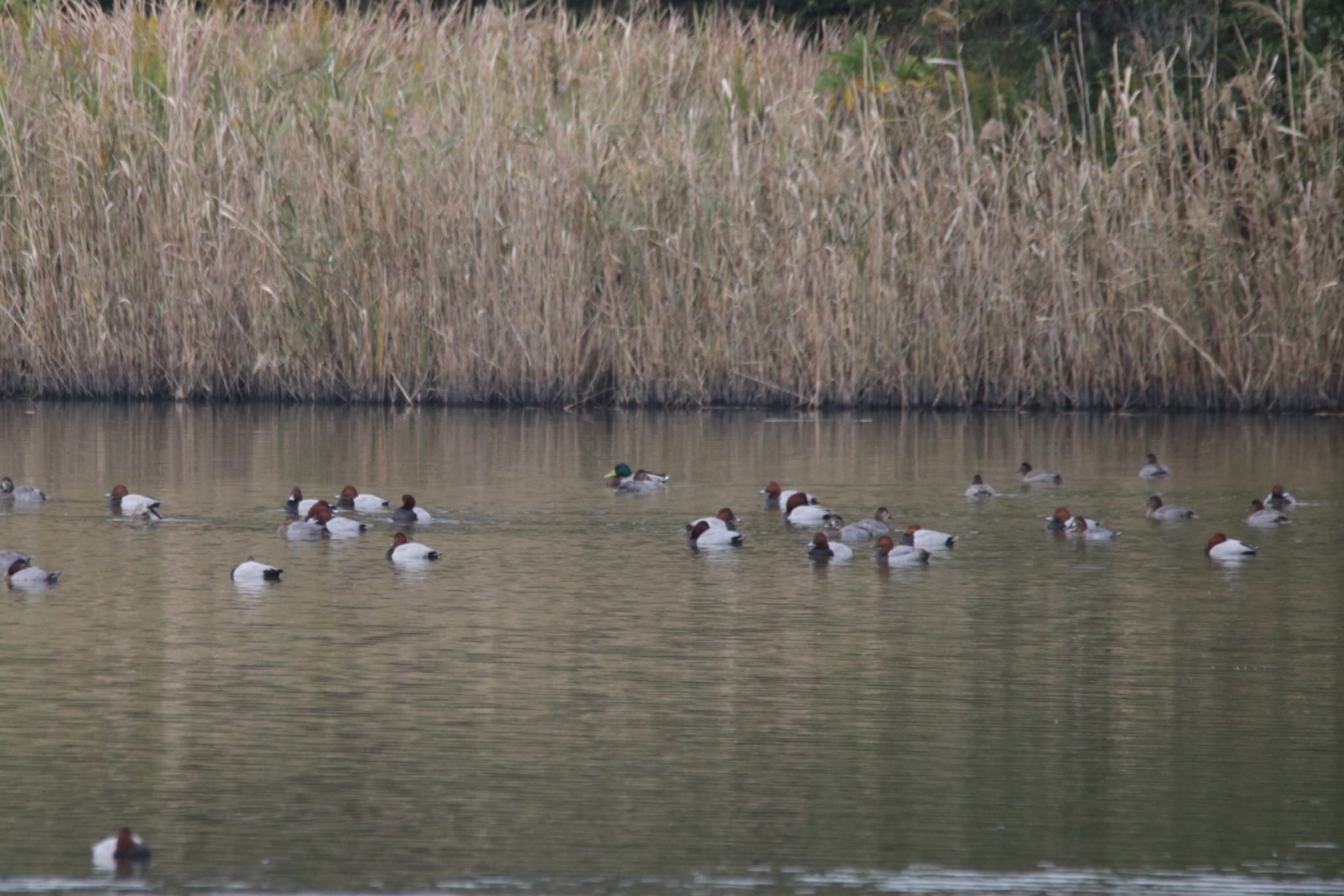 Common Pochard