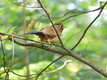 ガビチョウ 小山内裏公園 2021年11月3日(水)