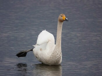 Whooper Swan Izunuma Mon, 11/1/2021