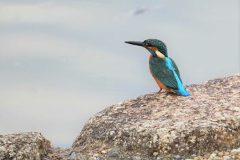 カワセミ 昆陽池 2021年10月31日(日)