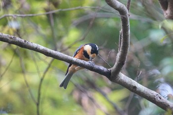 Varied Tit 菊水山 Mon, 11/1/2021