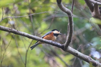 Varied Tit 菊水山 Mon, 11/1/2021