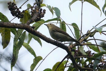 キビタキ 菊水山 2021年11月1日(月)