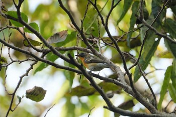 Mugimaki Flycatcher 菊水山 Mon, 11/1/2021