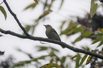 Blue-and-white Flycatcher 菊水山 Mon, 11/1/2021