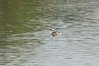 Great Crested Grebe 昆陽池 Tue, 11/2/2021